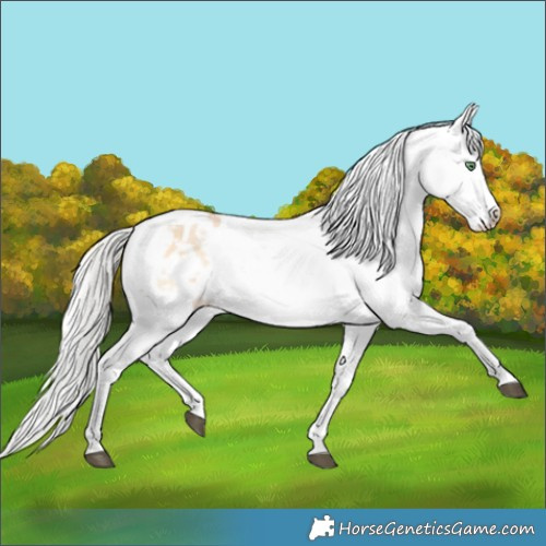 Horse Color:Silver Bay Snowdrop Pearl Onyx Tobiano Frame Appaloosa Rabicano 
