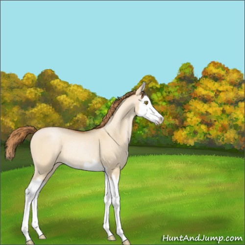 Horse Color:Bay Pearl Dun Splash Appaloosa Rabicano 
