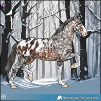 Horse Color:Brown Appaloosa 