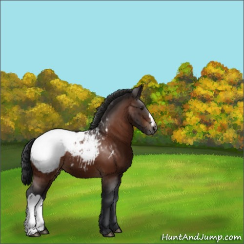 Horse Color:Brown Appaloosa 