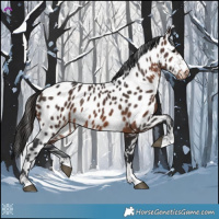 Horse Color:Brown Appaloosa