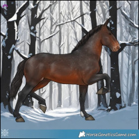 Horse Color:Brown Appaloosa