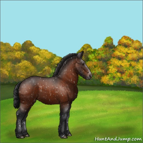 Horse Color:Brown Appaloosa 