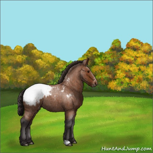 Horse Color:Buckskin Roan Appaloosa 