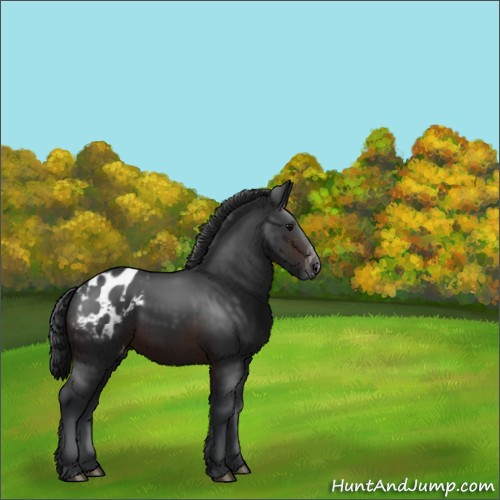 Horse Color:Brown Appaloosa 