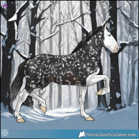 Horse Color:Brown Splash Appaloosa 