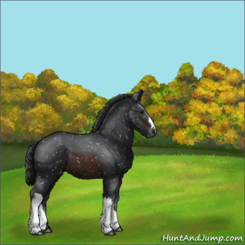 Horse Color:Brown Appaloosa 