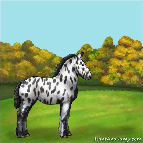 Horse Color:Brown Appaloosa 
