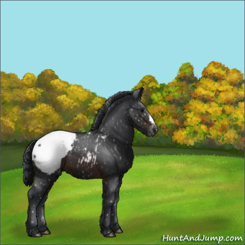 Horse Color:Brown Appaloosa 