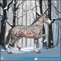 Horse Color:Brown Appaloosa 