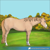 Horse Color:Gold Champagne