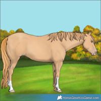 Horse Color:Gold Champagne