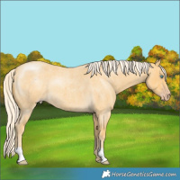 Horse Color:Gold Cream Champagne Roan