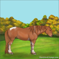 Horse Color:Chestnut Tobiano 