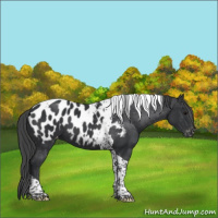 Horse Color:Black Tobiano Appaloosa 