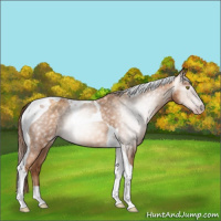 Horse Color:Gray Gold Champagne Tobiano 