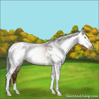 Horse Color:Gray Amber Champagne Tobiano