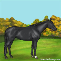 Horse Color:Black 