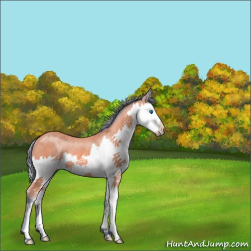 Horse Color:Watercolor Bay Splash Rabicano 