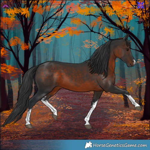 Horse Color:White Spotted Brown 