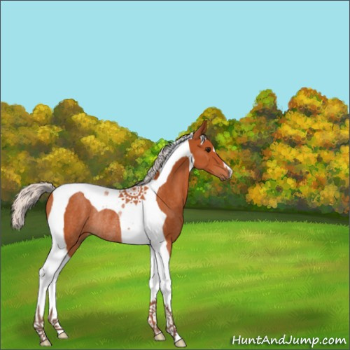 Horse Color:Silver Bay Tobiano Rabicano 