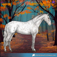 Horse Color:Silver Blue Roan Frame Appaloosa 