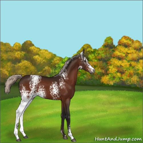 Horse Color:Gray White Spotted Silver Brown 