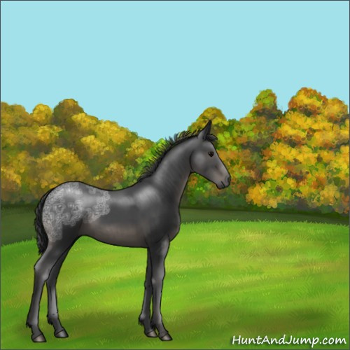 Horse Color:Black Ice 