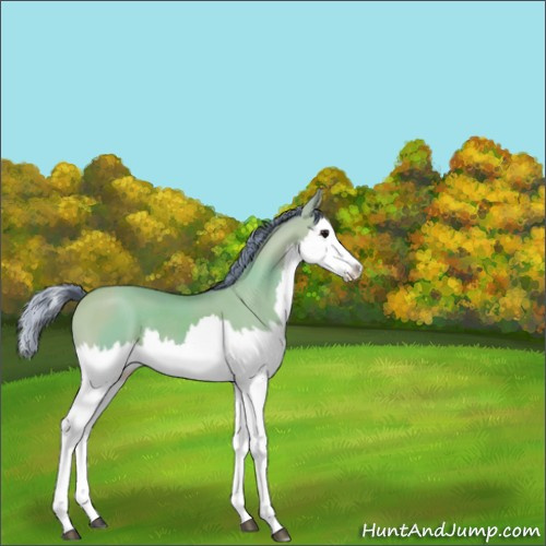 Horse Color:Watercolor Bay Dun Splash 