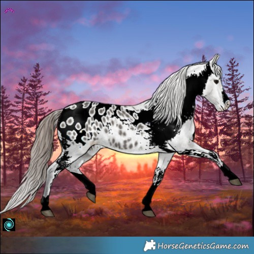 Horse Color:Grullo Splash Blanket 