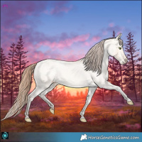 Horse Color:Amber Champagne Dun Appaloosa 