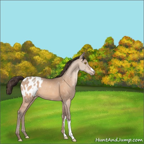 Horse Color:Amber Champagne Appaloosa 