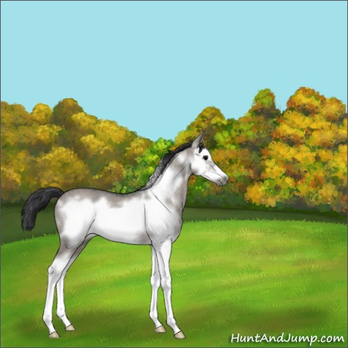 Horse Color:Grullo Roan Splash Frame Rabicano 