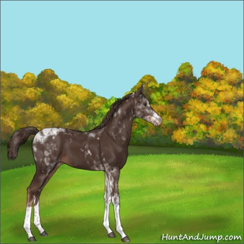 Horse Color:Liver Chestnut Tobiano Appaloosa 