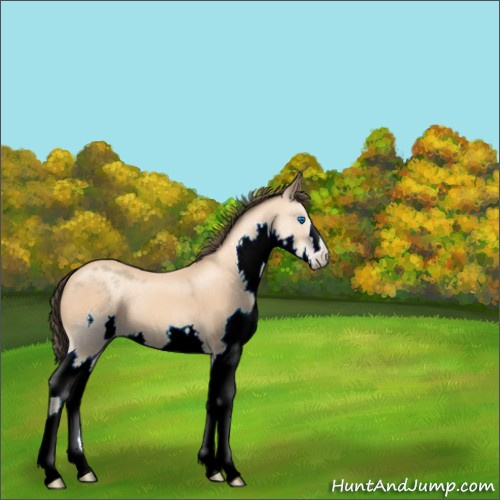 Horse Color:Amber Champagne Splash 