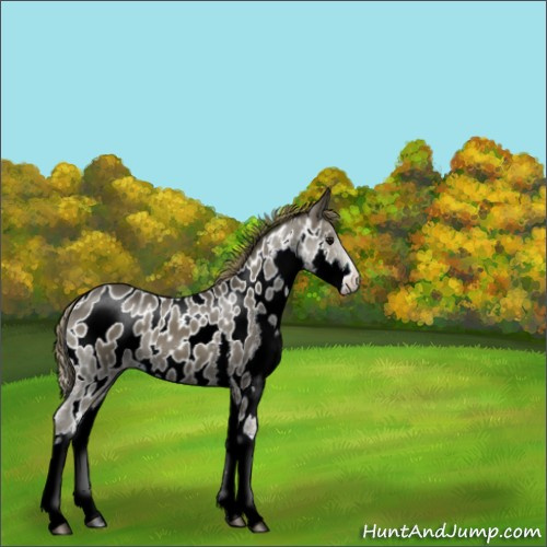 Horse Color:Smoky Black Splash Appaloosa 