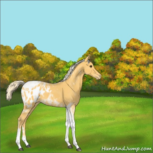 Horse Color:Palomino Tobiano Appaloosa 