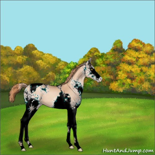 Horse Color:White Spotted Gold Champagne Tobiano 