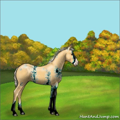 Horse Color:White Spotted Palomino Splash 
