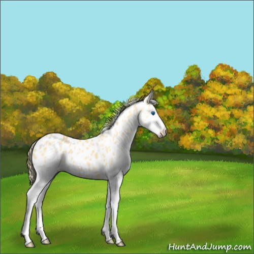 Horse Color:Buckskin Dun Splash Appaloosa 