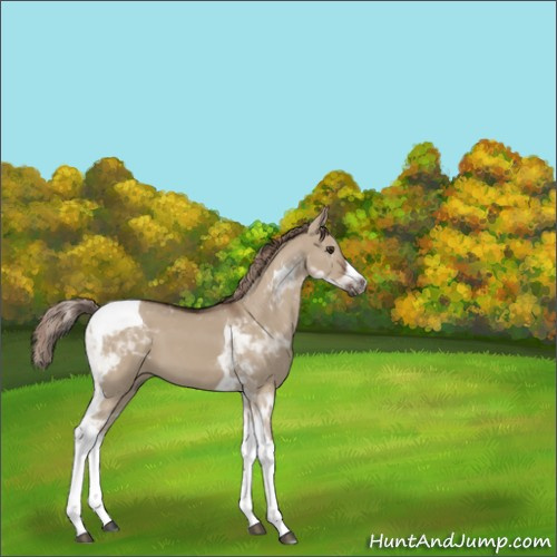 Horse Color:Liver Red Dun Tobiano 
