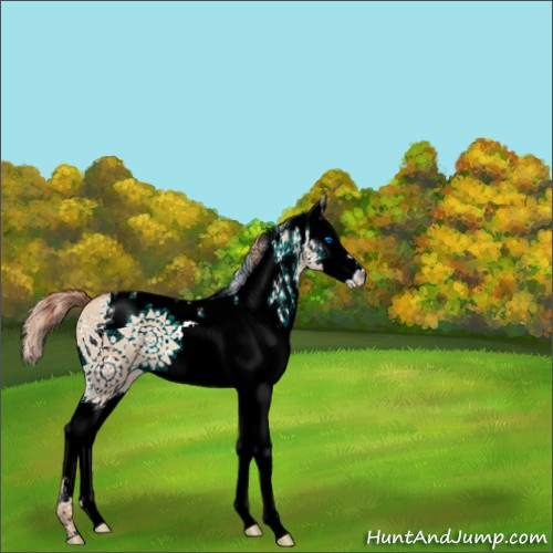 Horse Color:White Spotted Gold Champagne Dun Splash 