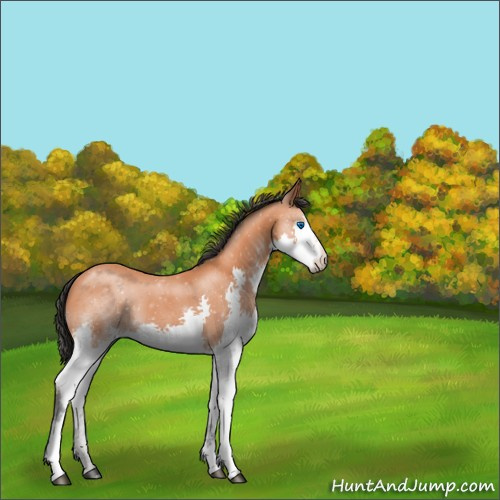 Horse Color:Bay Splash 