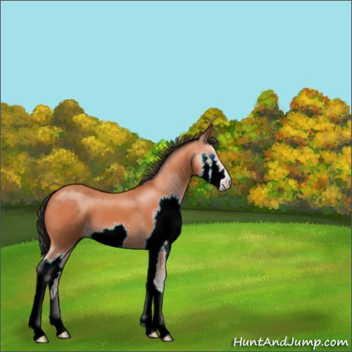 Horse Color:Bay Splash 
