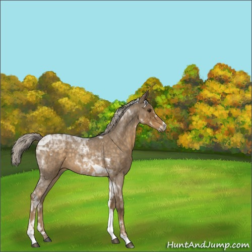 Horse Color:Chocolate Palomino Roan Tobiano 