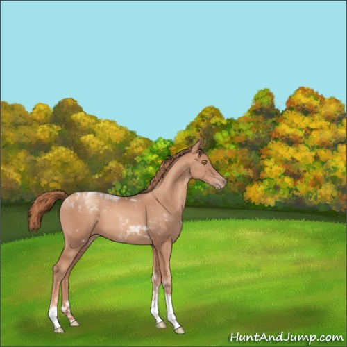 Horse Color:Gold Champagne Tobiano 