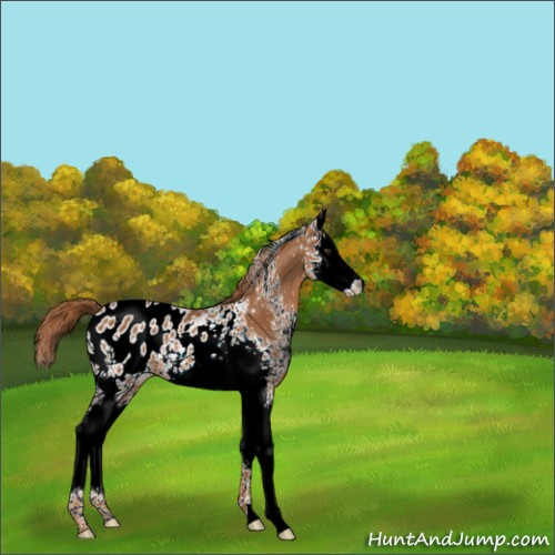 Horse Color:White Spotted Chestnut Splash Appaloosa 