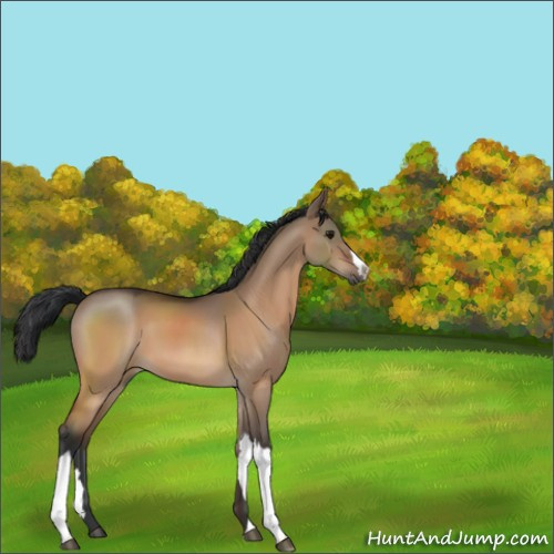Horse Color:Bay Dun 
