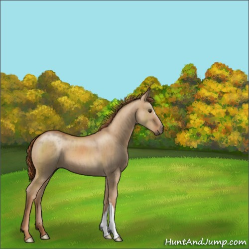Horse Color:Red Dun Brindle 