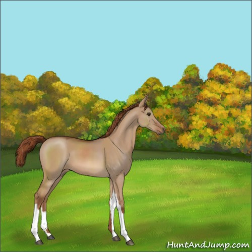 Horse Color:Red Dun 